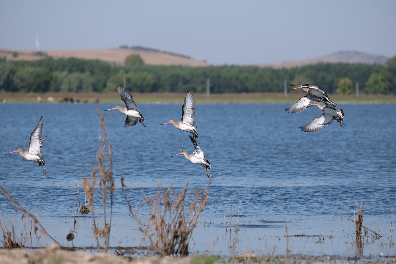 Why Conserving Wetlands is Crucial for a Healthy Planet